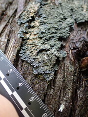 Pannaria conoplea image