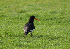 Haematopus ostralegus