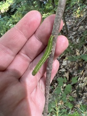 Panopoda