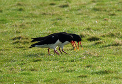 Haematopus ostralegus