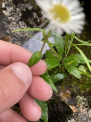 Erigeron philadelphicus provancheri