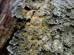 Pannaria conoplea image