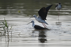 Himantopus himantopus