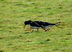 Haematopus ostralegus