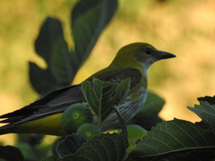 Oriolus oriolus