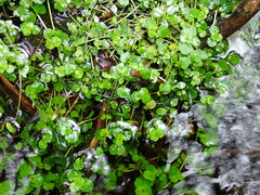 Chrysosplenium americanum