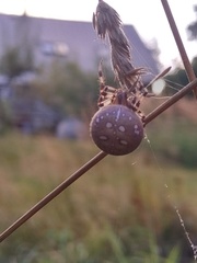 Araneus quadratus
