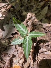 Chimaphila maculata