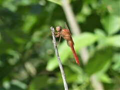 Libellula croceipennis