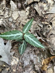 Chimaphila maculata