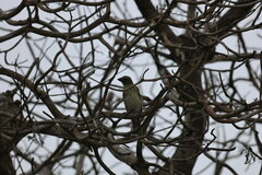 Saltator striatipectus