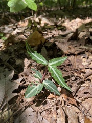 Chimaphila maculata