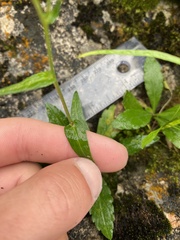 Erigeron philadelphicus provancheri