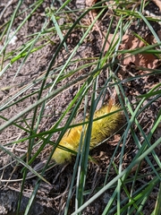 Calliteara pudibunda