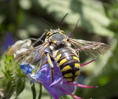 Anthidium florentinum