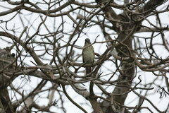 Saltator striatipectus