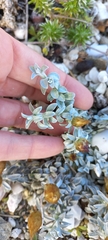Gnaphalieae