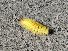 Calliteara pudibunda