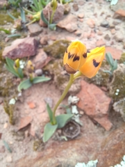 Ornithogalum maculatum