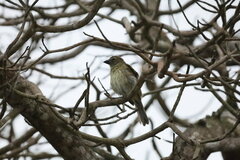 Saltator striatipectus