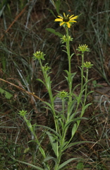 Rudbeckia missouriensis