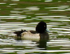 Aythya fuligula