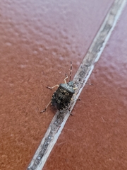 Rhaphigaster nebulosa