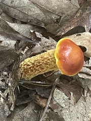 Aureoboletus betula