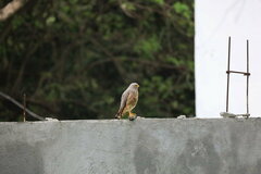 Rupornis magnirostris