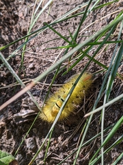 Calliteara pudibunda