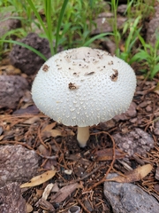 Chlorophyllum molybdites