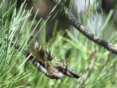 Selasphorus platycercus