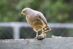 Rupornis magnirostris