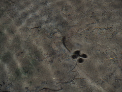 Salamandrina perspicillata