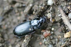 Pterostichus anthracinus