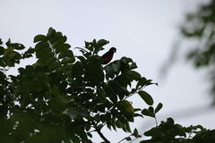 Ramphocelus dimidiatus