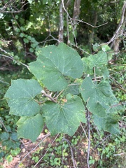 Vitis labrusca