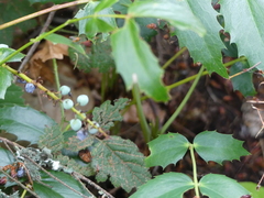 Berberis nervosa