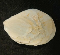 Crepidula lessonii