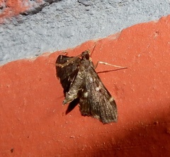 Piletocera