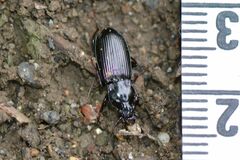 Pterostichus anthracinus