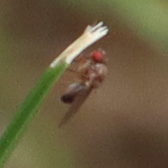 Drosophilidae