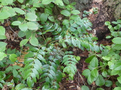 Berberis nervosa