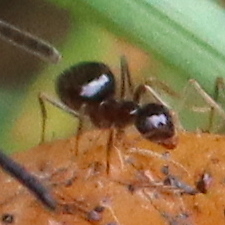 Prenolepis imparis