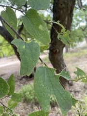 Celtis reticulata