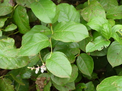 Gaultheria shallon