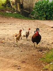 Gallus gallus domesticus