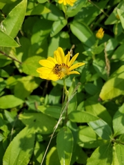 Eristalis transversa
