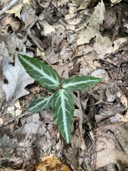 Chimaphila maculata