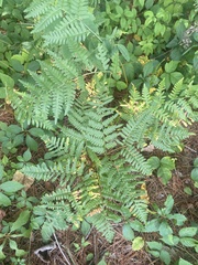 Pteridium aquilinum latiusculum